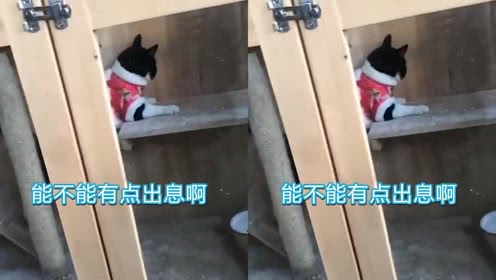 火狐电竞|供应再起端倪 豆粕还能再借东风?(图3) 火狐电竞官网